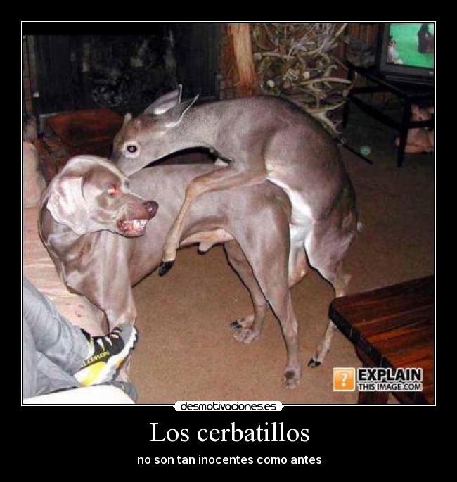 Los cerbatillos - no son tan inocentes como antes