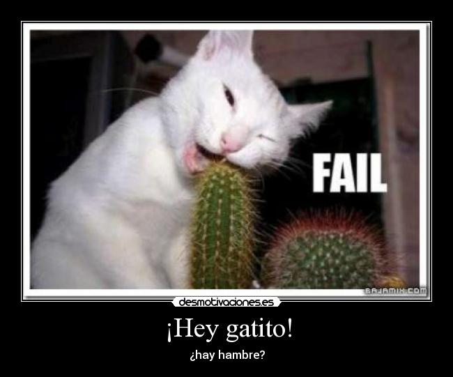 ¡Hey gatito! - ¿hay hambre?