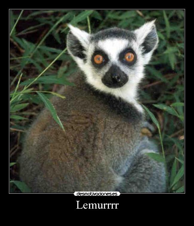 carteles lemur desmotivaciones