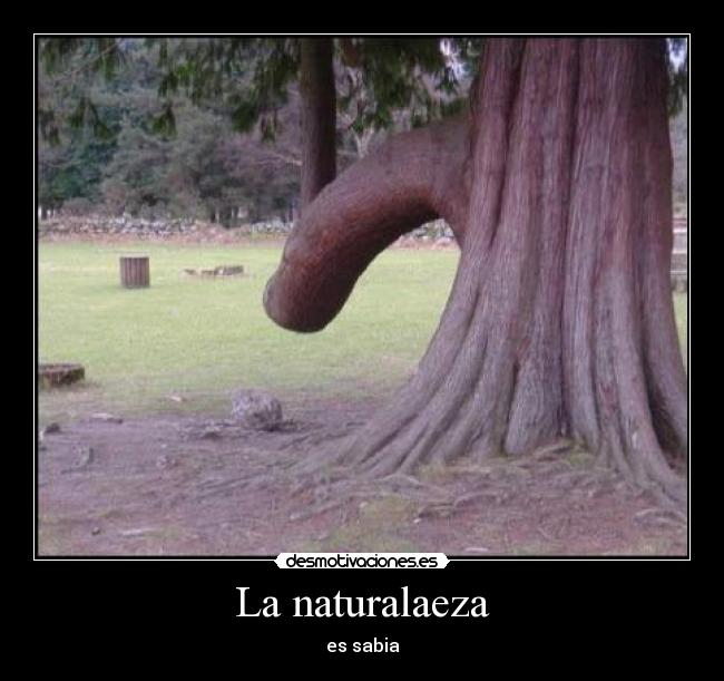 La naturalaeza - es sabia