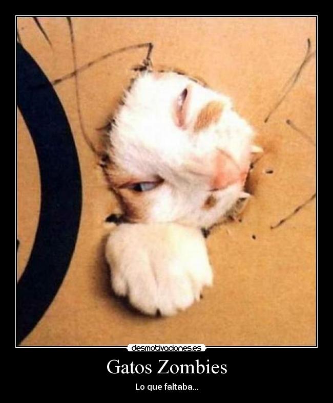 Gatos Zombies - Lo que faltaba...