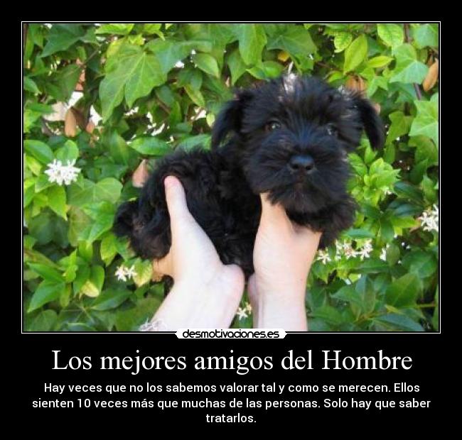 Los mejores amigos del Hombre -