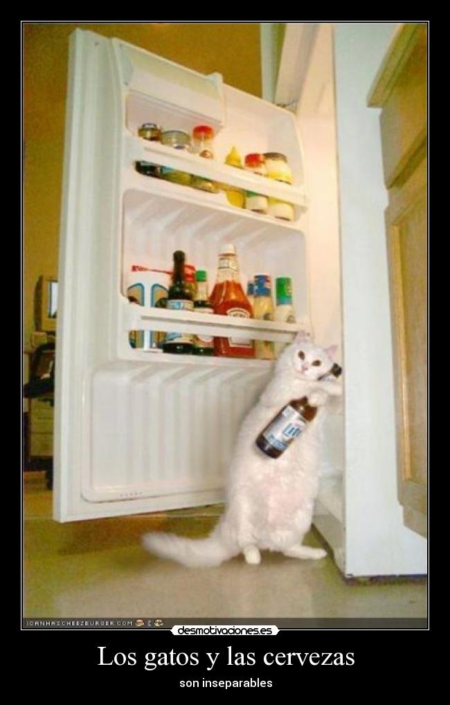 Los gatos y las cervezas -