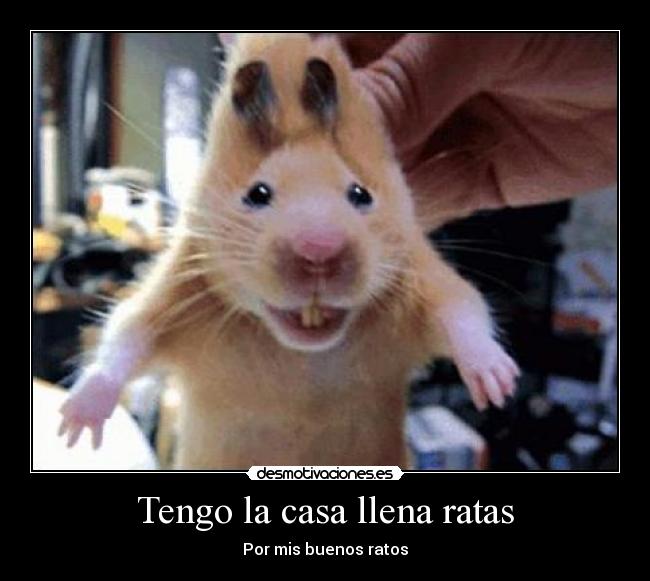 Tengo la casa llena ratas - 