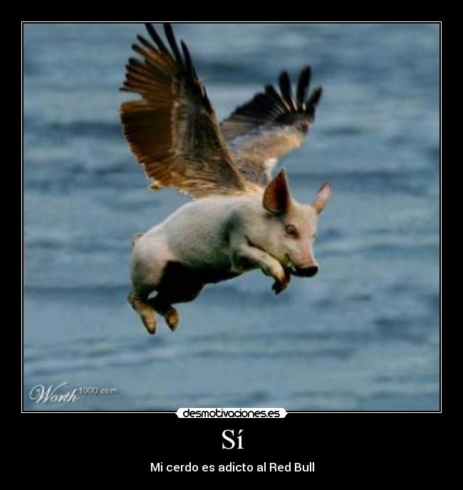Sí - Mi cerdo es adicto al Red Bull