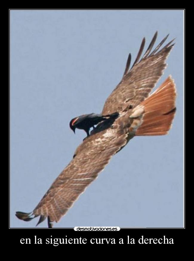 carteles borja desmotivaciones