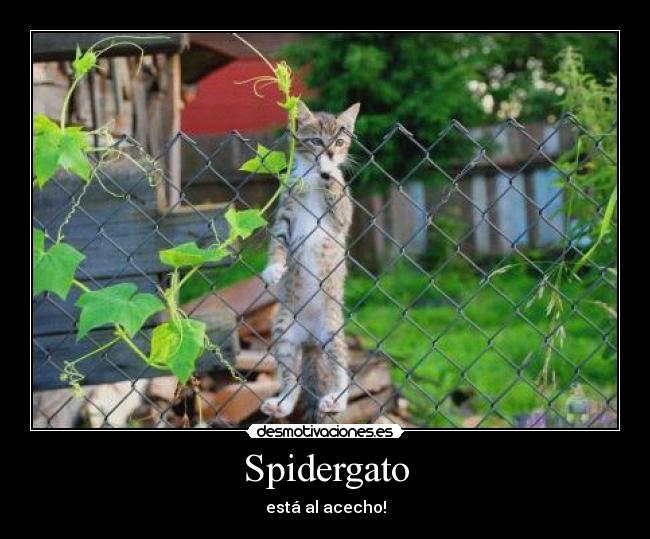 Spidergato - está al acecho!