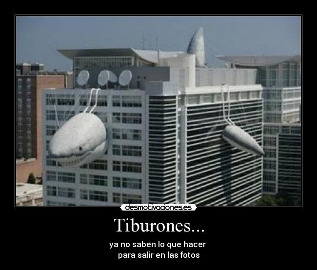 Tiburones... - ya no saben lo que hacer
para salir en las fotos