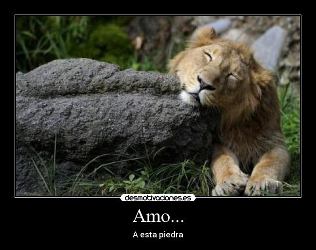 Amo... -