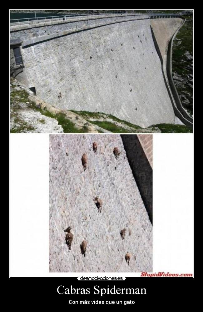 carteles chorradas desmotivaciones