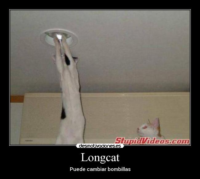 carteles longcat desmotivaciones