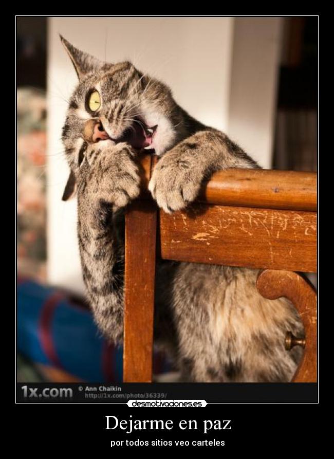 Dejarme en paz - por todos sitios veo carteles