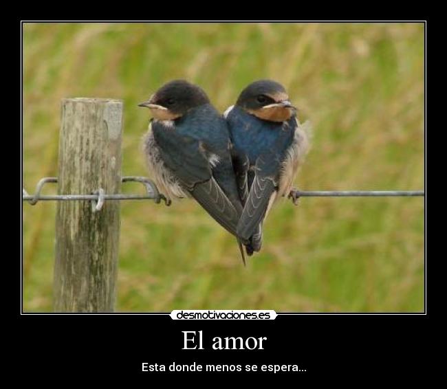 El amor -