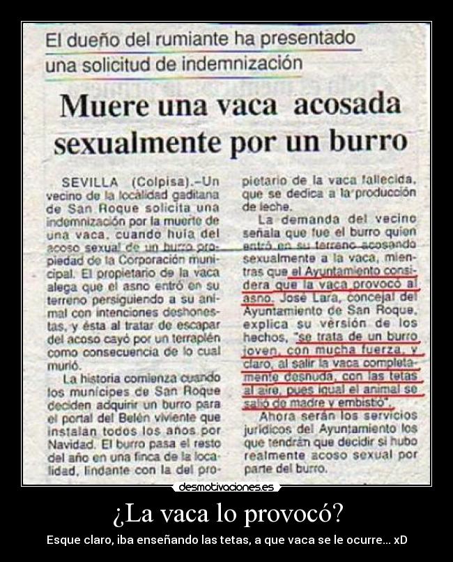 ¿La vaca lo provocó? - 