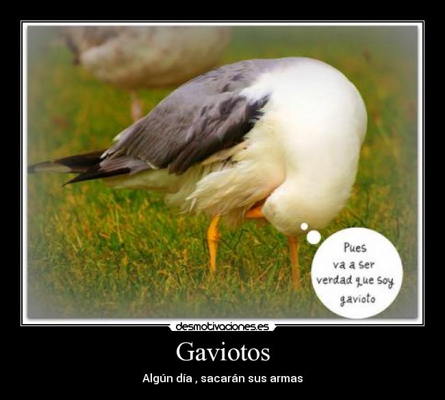 Gaviotos -