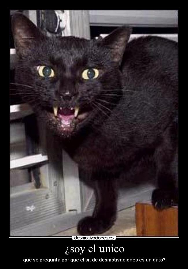 ¿soy el unico - que se pregunta por que el sr. de desmotivaciones es un gato?