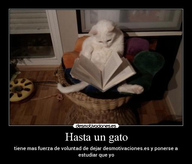 Hasta un gato - tiene mas fuerza de voluntad de dejar desmotivaciones.es y ponerse a estudiar que yo