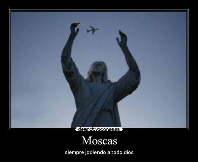 Moscas - 