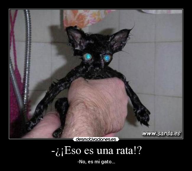 -¿¡Eso es una rata!? - -No, es mi gato...