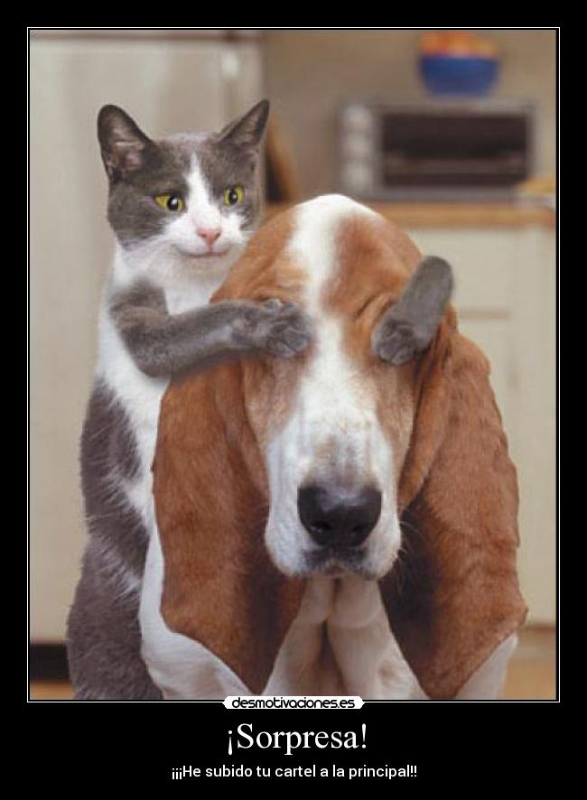 carteles srdesmotivaciones perro desmotivaciones