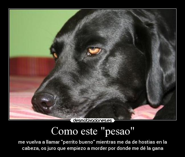Como este pesao - me vuelva a llamar perrito bueno mientras me da de hostias en la
cabeza, os juro que empiezo a morder por donde me dé la gana