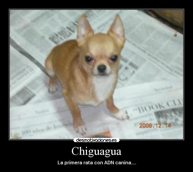 Chiguagua -