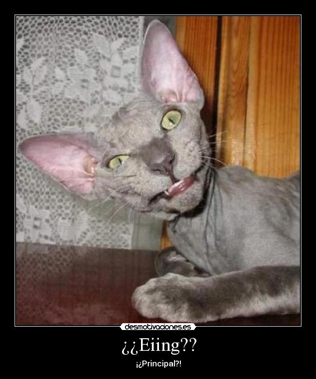 ¿¿Eiing?? - ¡¿Principal?!