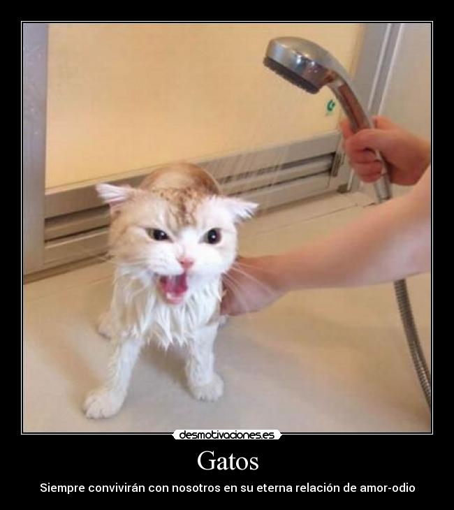 Gatos - 