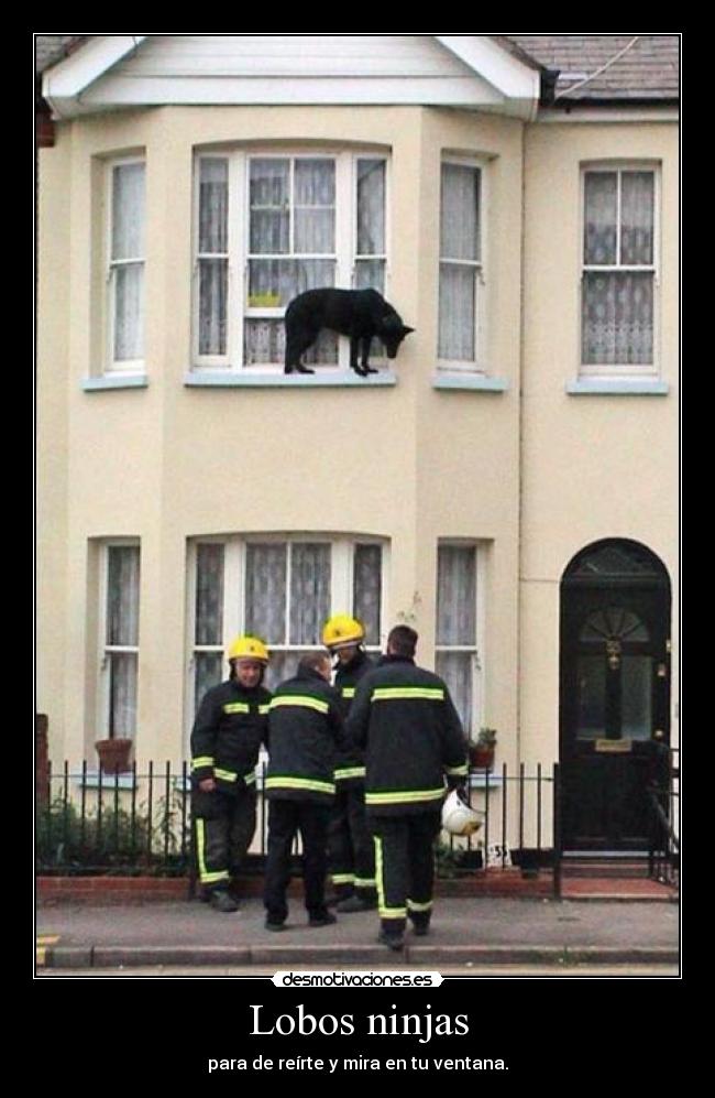 Lobos ninjas -