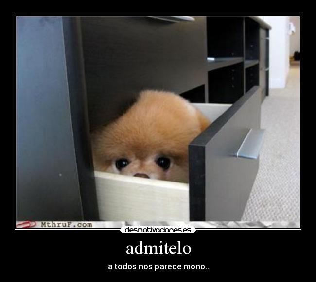 admitelo - a todos nos parece mono..