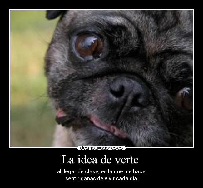 carteles perro felicidad desmotivaciones