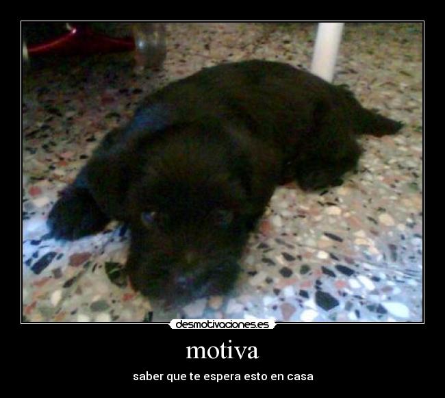 motiva - 