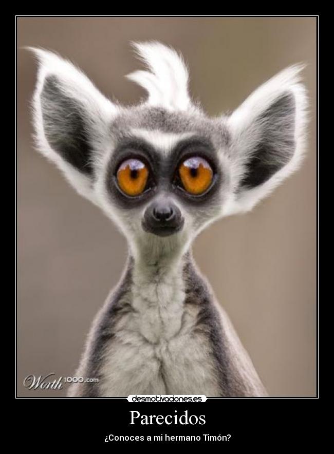 Parecidos - ¿Conoces a mi hermano Timón?
