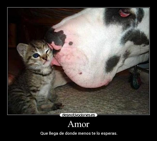 carteles amor amor animales desmotivaciones