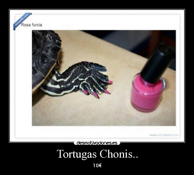 Tortugas Chonis.. - 10€