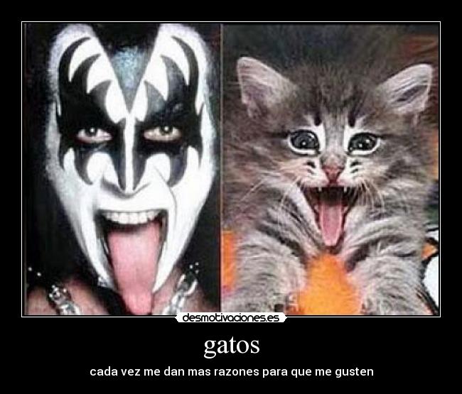 gatos - 