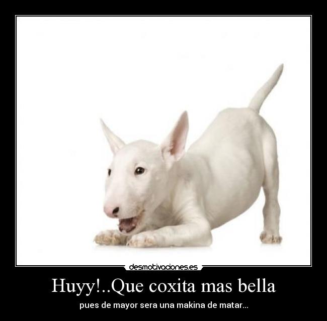 carteles huyyque coxita mas bella desmotivaciones