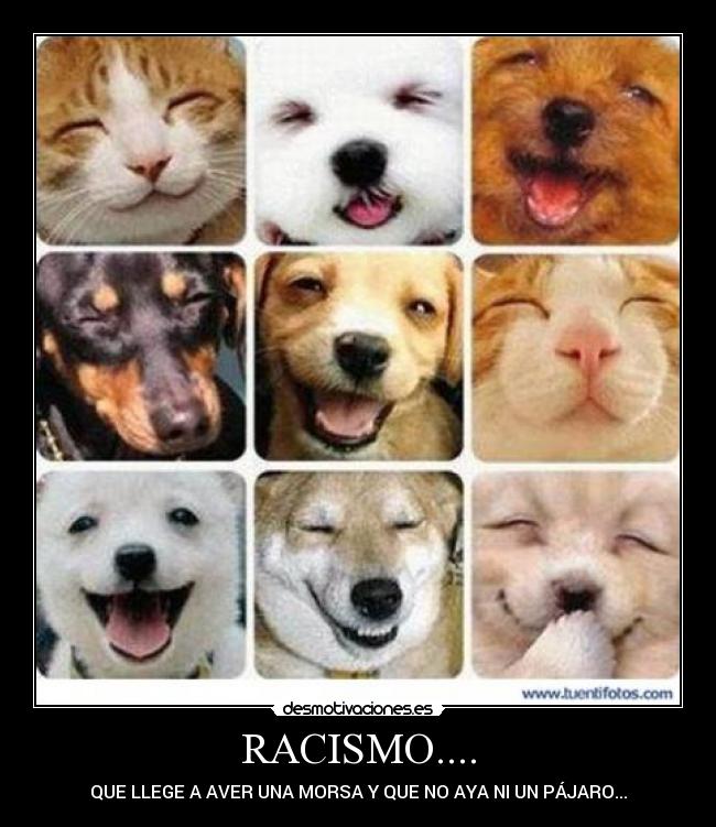 RACISMO.... - QUE LLEGE A AVER UNA MORSA Y QUE NO AYA NI UN PÁJARO...