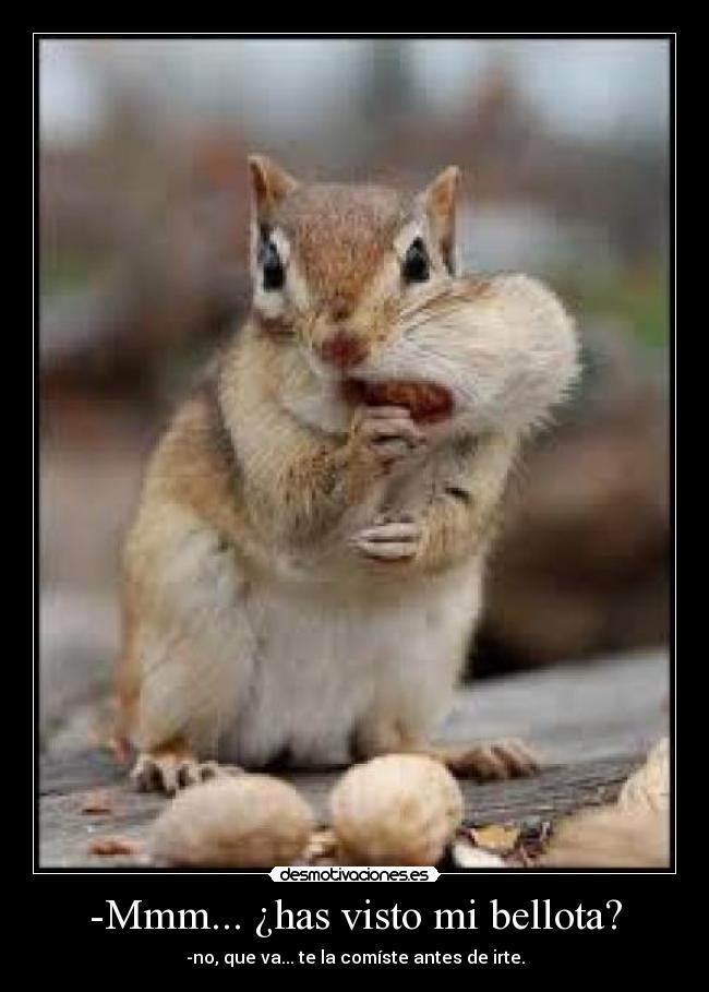 -Mmm... ¿has visto mi bellota? - -no, que va... te la comíste antes de irte.