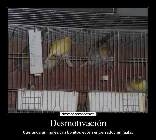 Desmotivación - 