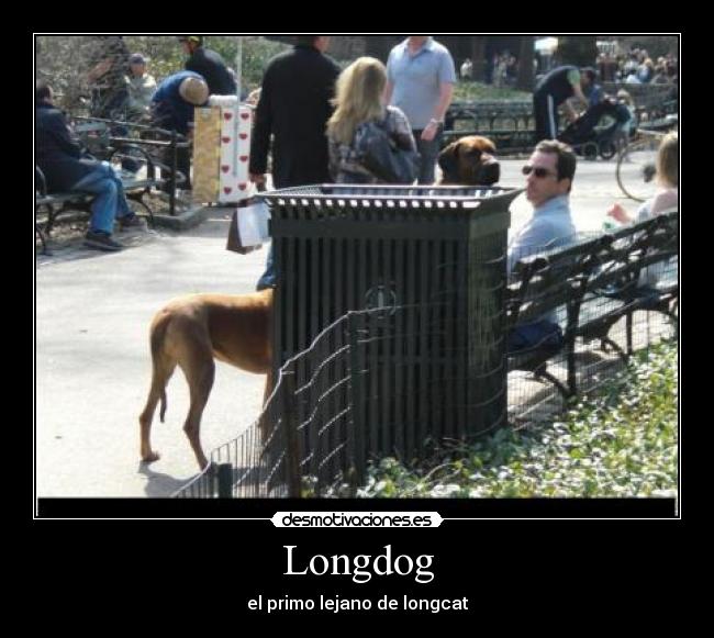 Longdog - 