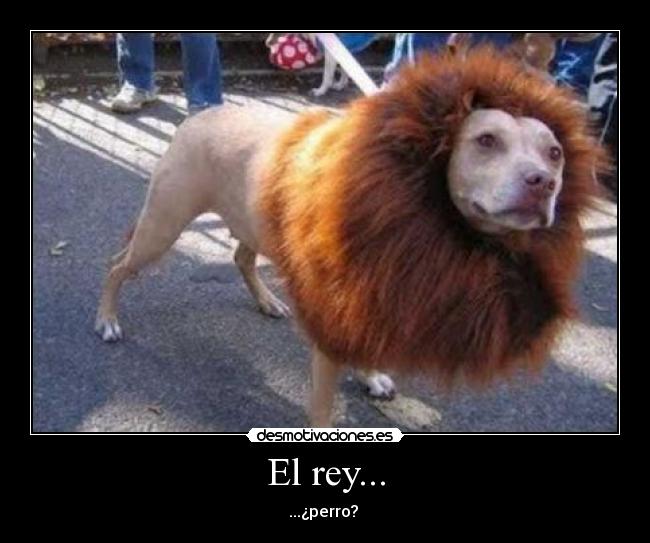 El rey... - 