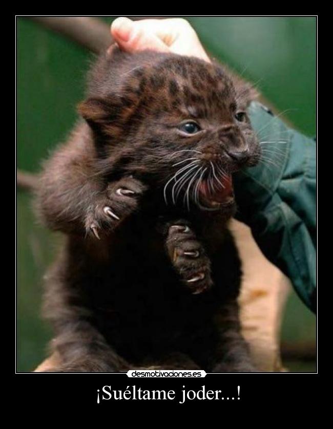 ¡Suéltame joder...! - 