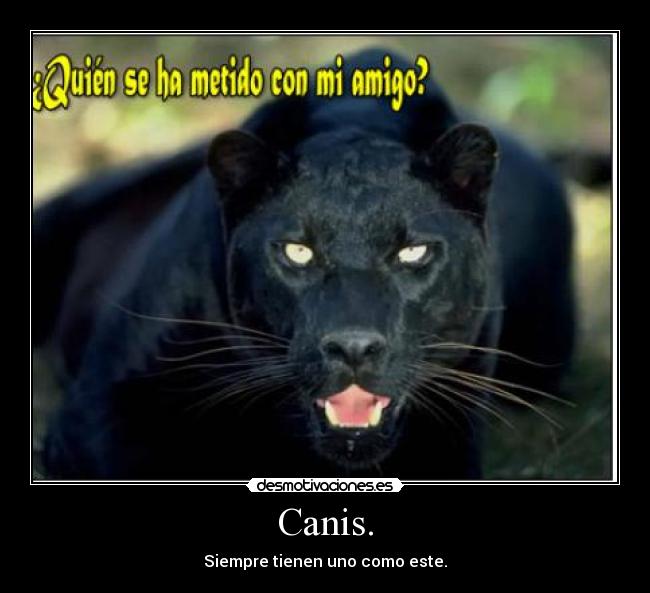 Canis. -