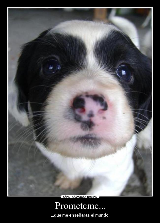 carteles cachorros perros desmotivaciones