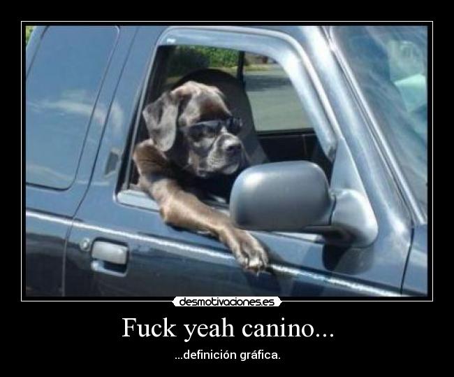 Fuck yeah canino... - ...definición gráfica.