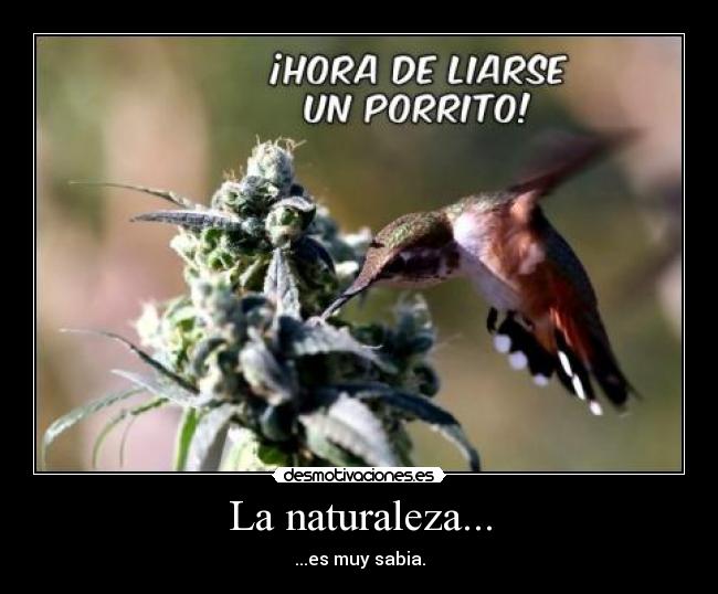 La naturaleza... - ...es muy sabia.
