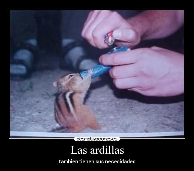 Las ardillas -