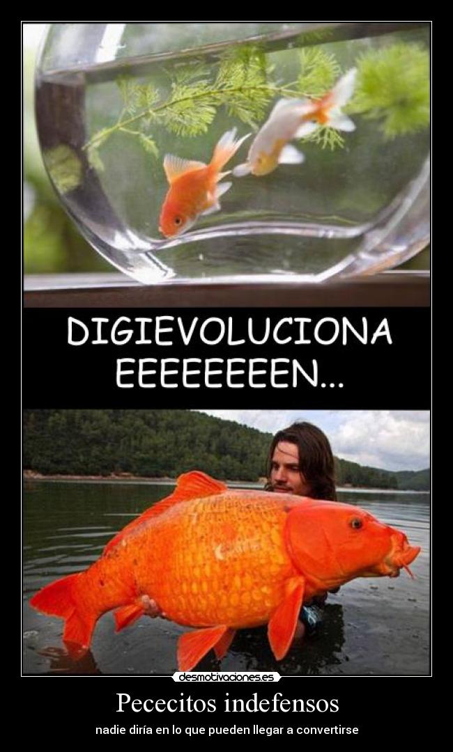 Pececitos indefensos - nadie diría en lo que pueden llegar a convertirse
