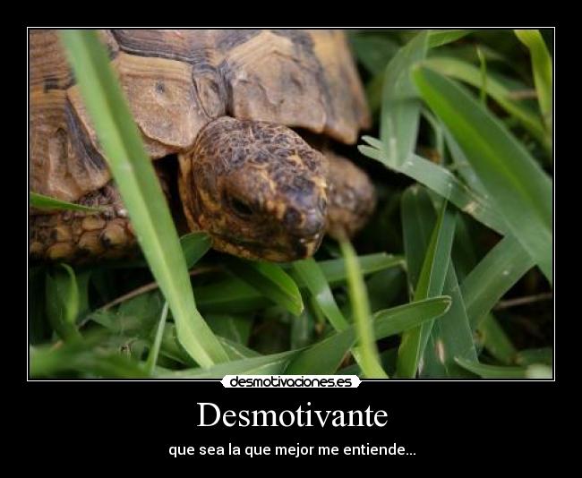 carteles tortuga amiga entender desmotivante desmotivaciones